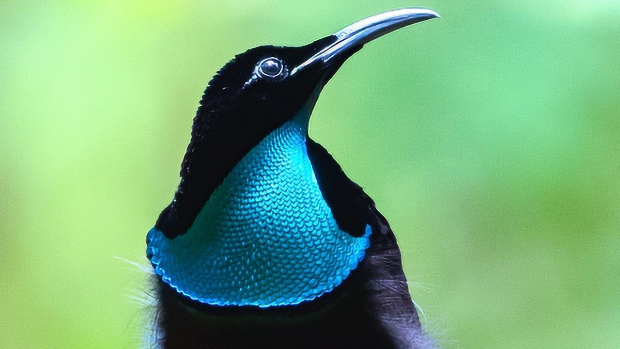 丽色掩鼻极乐鸟为能求偶成功,疯狂地展示自己的舞蹈与音乐天赋