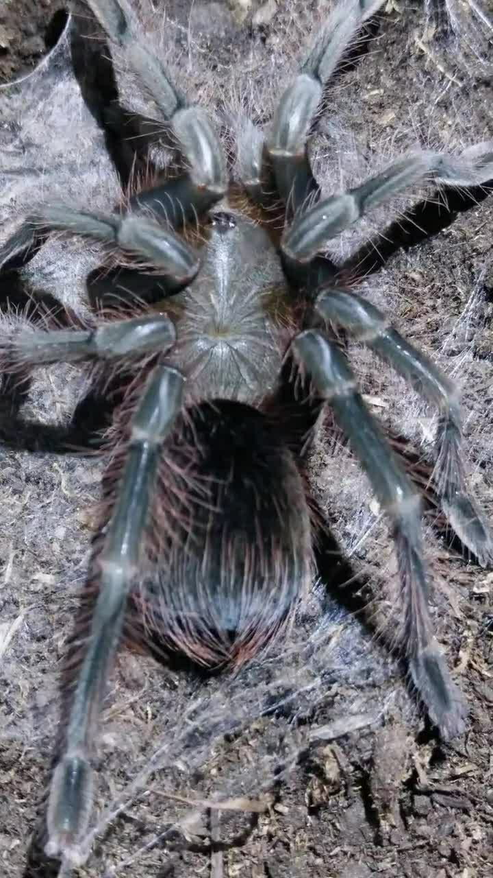 这个颜色的蜘蛛是不是有点丑?不知道喜欢它吗?