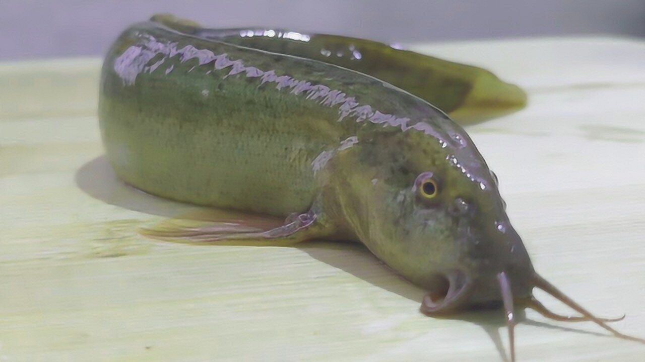 难得一见的超大泥鳅怎么做才好吃看厨师怎么做好这道美味菜