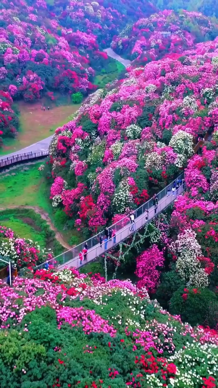 贵州毕节花海百里杜鹃
