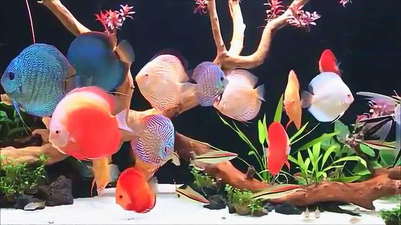 混养了两年的七彩神仙鱼,第一感觉特漂亮,真是让人越看越陶醉