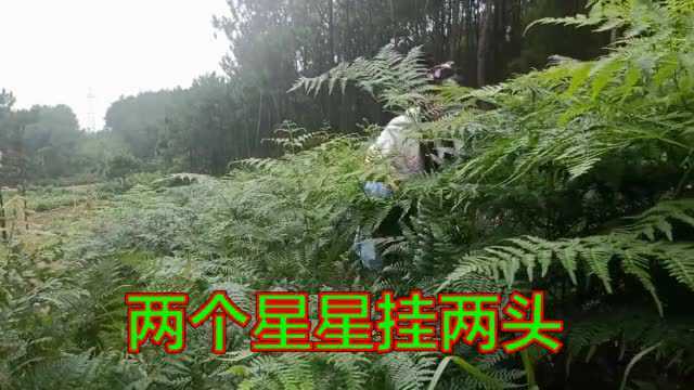 云南山歌《天上明月一条心》民间小调!对山歌!