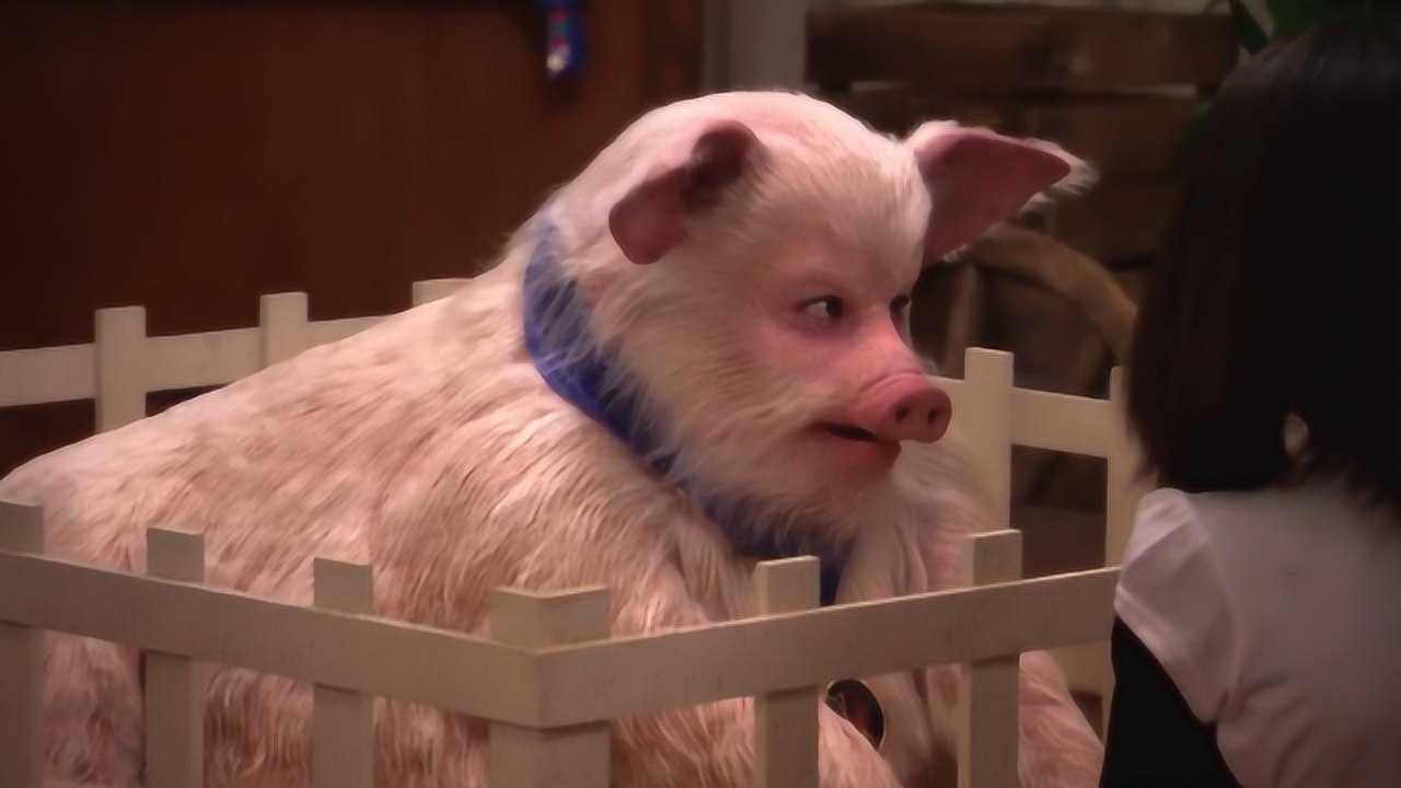 日本人科学家太疯狂养了17头半人半猪体内长着人的器官