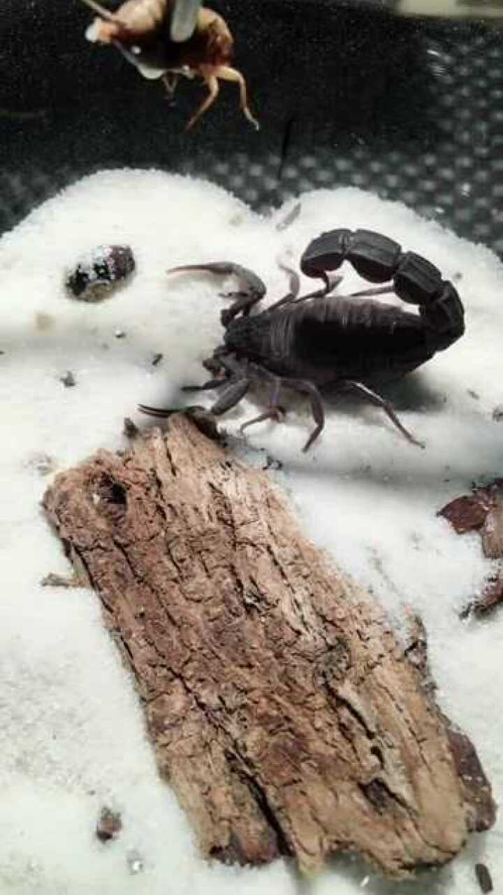 北非的黑肥尾蝎子世界毒性排名第三的蝎子