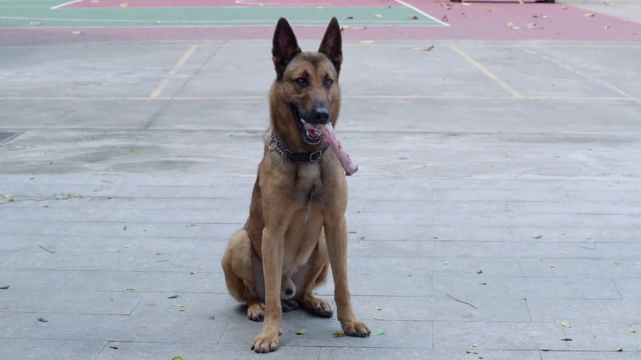 警犬来啦:主人太忙没吃饭,怎料警犬华哨通灵性,等着他一起吃饭
