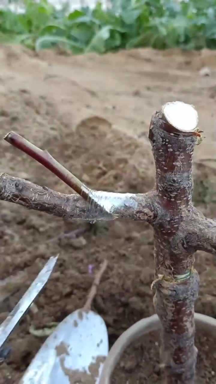 杏树嫁接桃树可活千年口感好