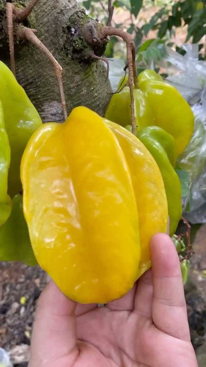 树上熟的杨桃真的甘甜多汁哥哥们我真的不骗你们