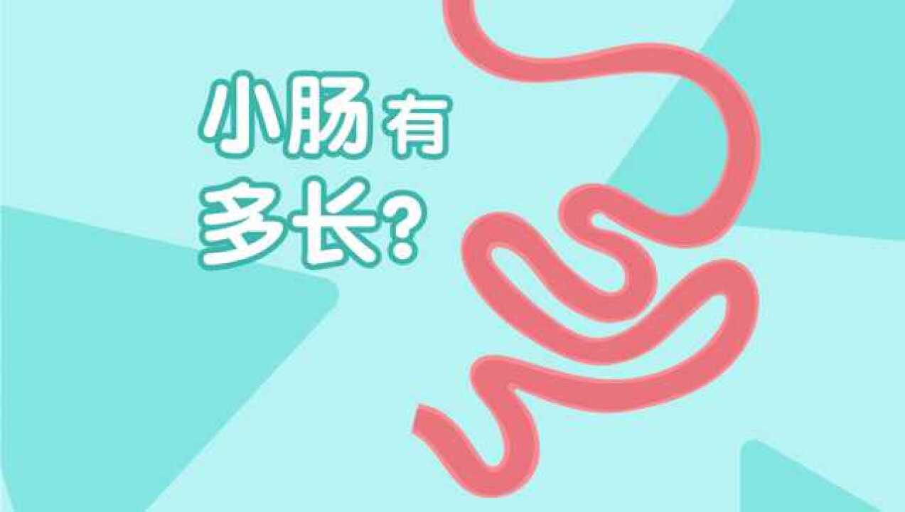 第04集 小肠有多长