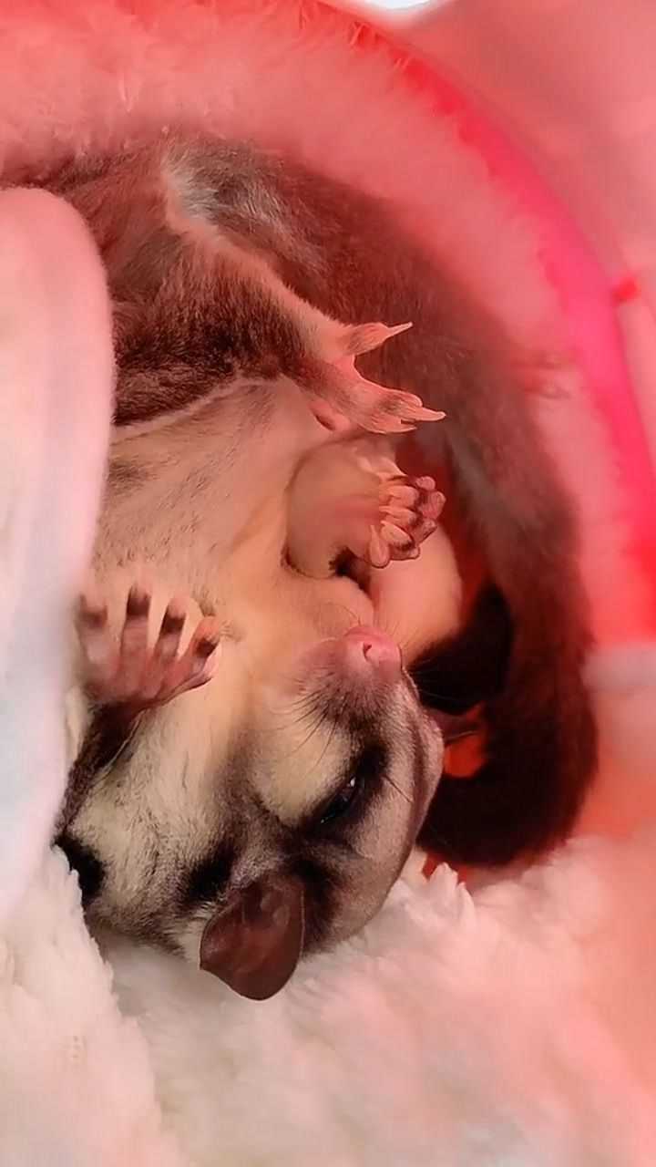 什么小动物倒立睡觉看到它我以为变异了