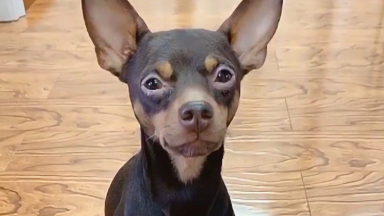 啵啵乐绝对是只"神犬",主人的命令不但能听懂,还能完美地执行