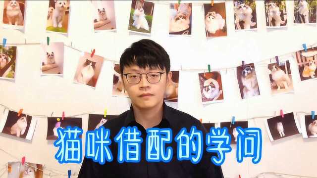 猫咪借配需要注意什么?猫舍主浪浪与你分享借配二三事