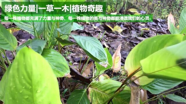 绿色力量|一草一木|我们熟悉又陌生的植物之一《冬叶》