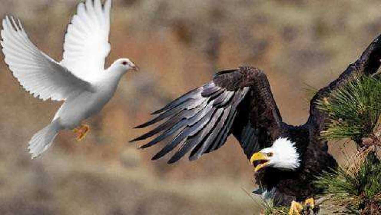 老鹰捕捉鸽子,鸽子极力反击,鹰和鸽子的世纪大战!