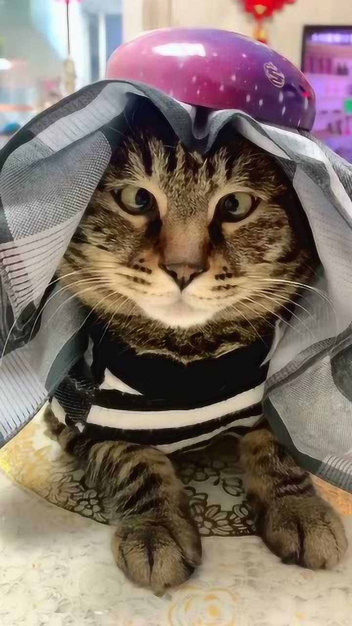 缩头缩脑的,那么搞笑呢!