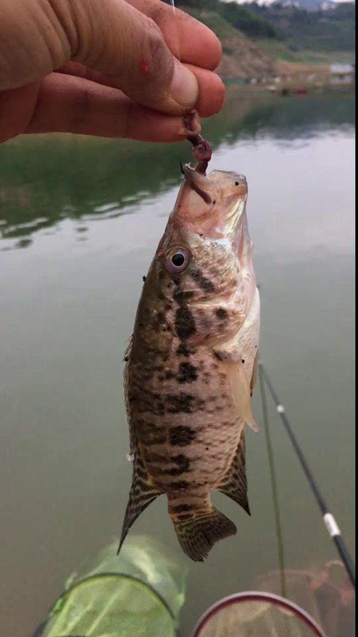 淡水石斑鱼好漂亮