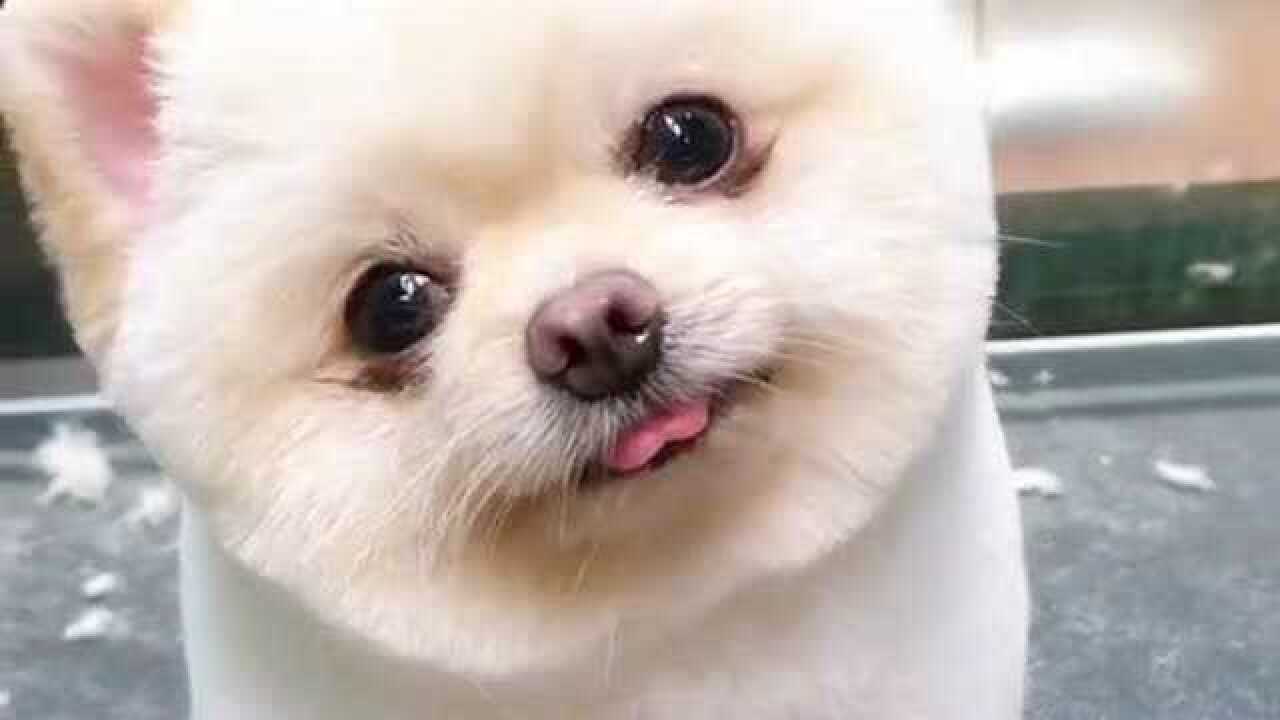 这是什么品种的狗狗摇头晃脑太可爱了我要给女朋友买一只回去