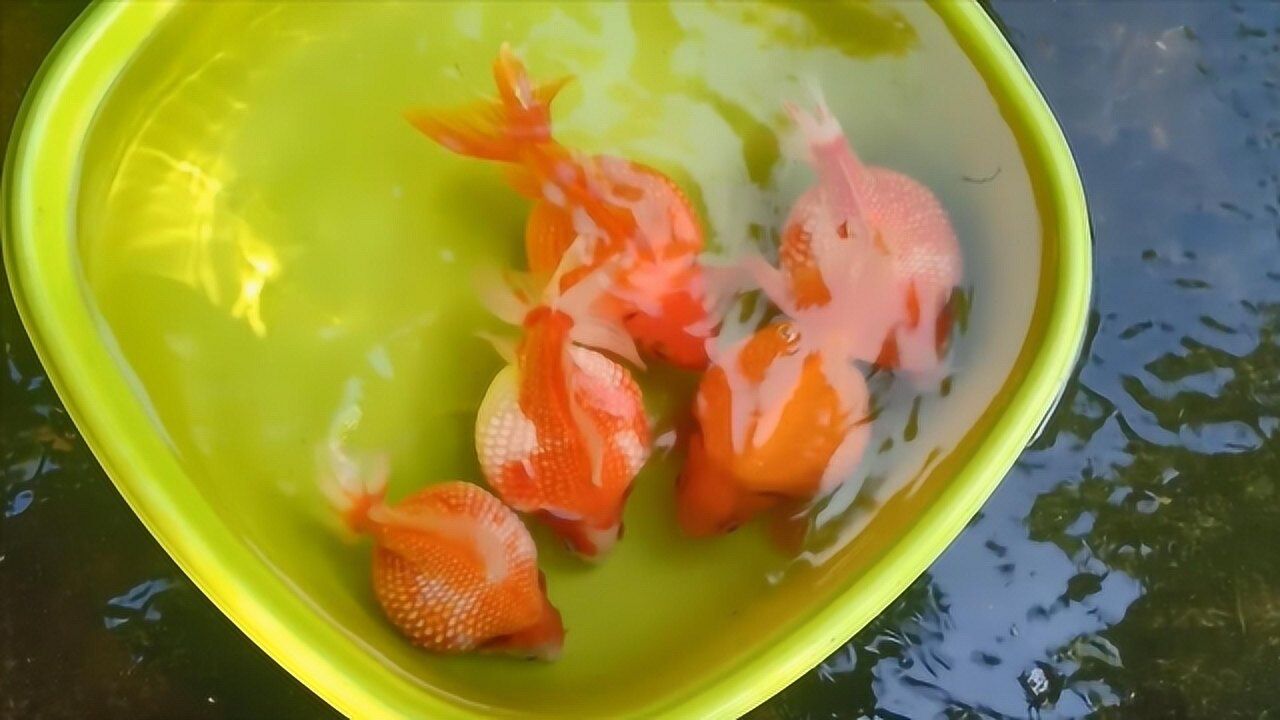 金鱼中的大胖子肚子看似快要撑破其实还能更大