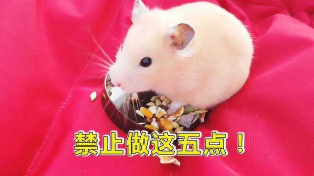 宠物日常:铲屎官要注意,饲养小仓鼠禁止做的5件事