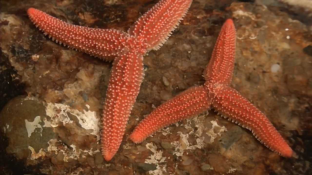 海星的再生能力究竟有多强？切开一只看看，镜头记录全过程_高清