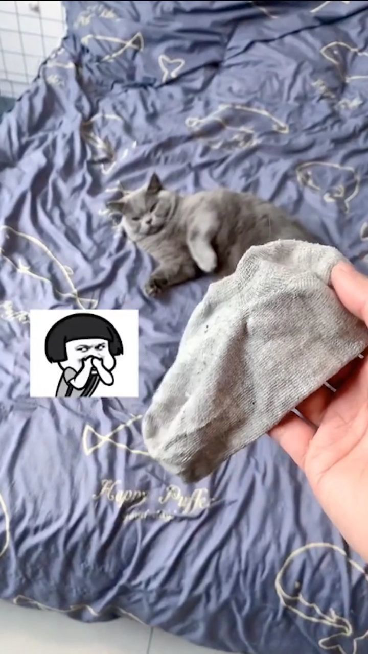 让可爱的猫咪闻臭袜子,终于能做成表情包了