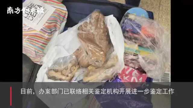 满洲里海关查获疑似走私熊掌、熊胆!藏在旅客行李和衣物口袋内