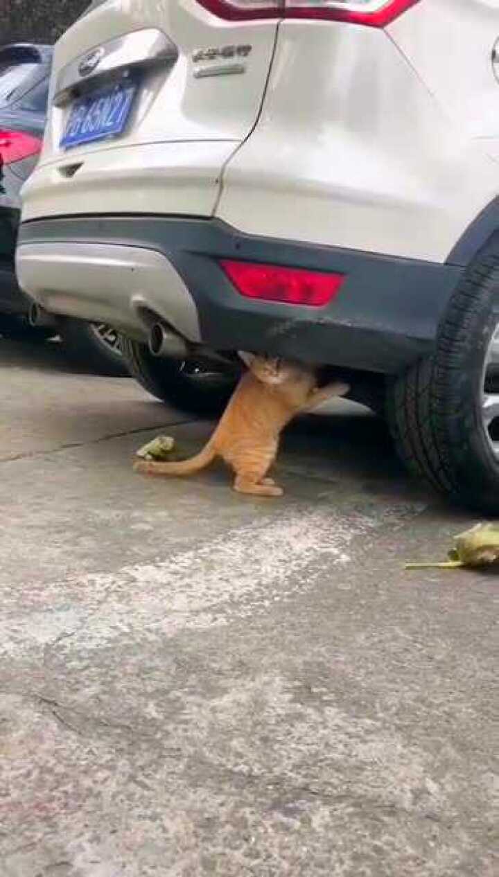 猫主人,我在帮你修车呢