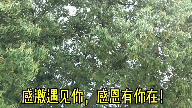 农村生活:农民大娘教我做农村特产大肚粑