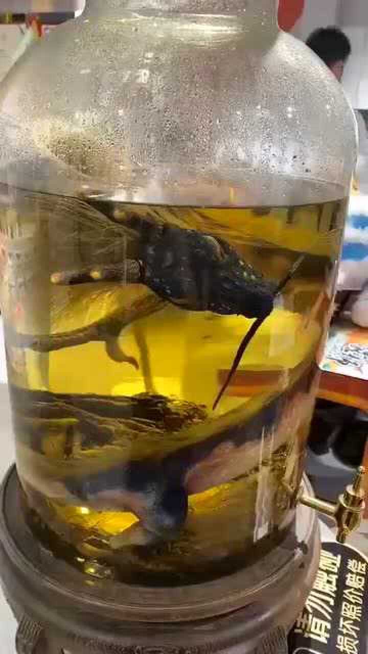 万物皆可泡酒传说中的龙也不例外喝一杯会不会长生不老