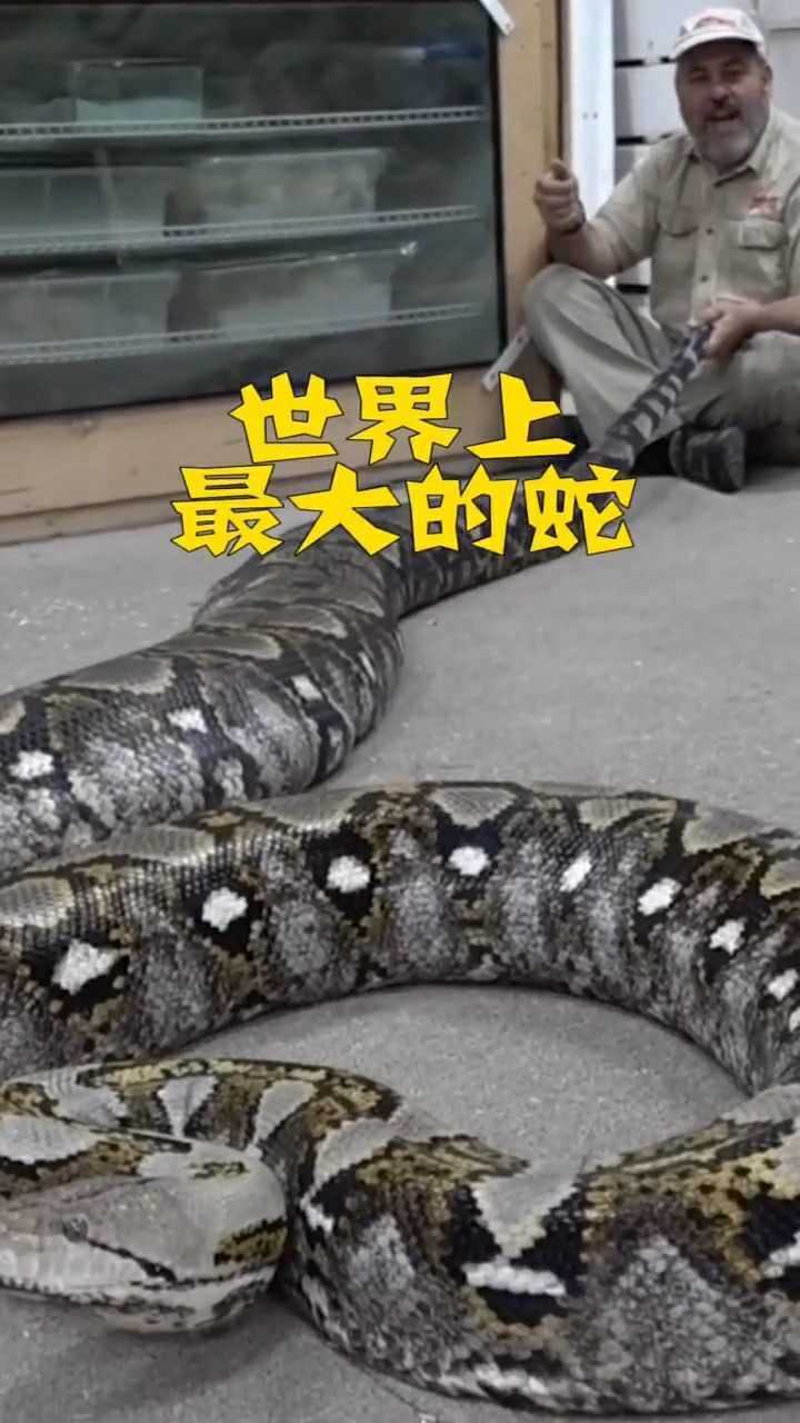 世界上的蛇来自印度,是一条网纹蟒,这个个头太吓人了