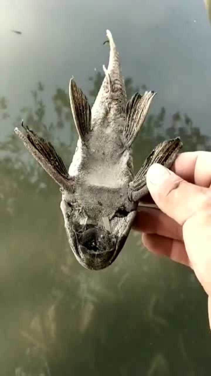 生命力这么顽强的清道夫为什么在我鱼缸里养两天就死了呢