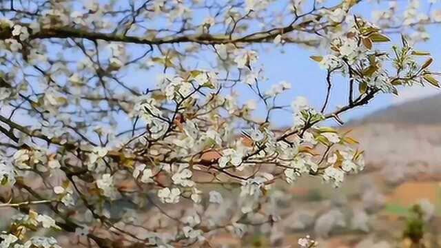 云南建水普雄乡千亩梨花竞相开放洁白似雪争相斗艳