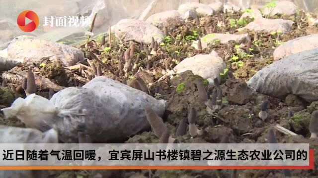 四川屏山:羊肚菌销售成难题 党建引领助农寻出路