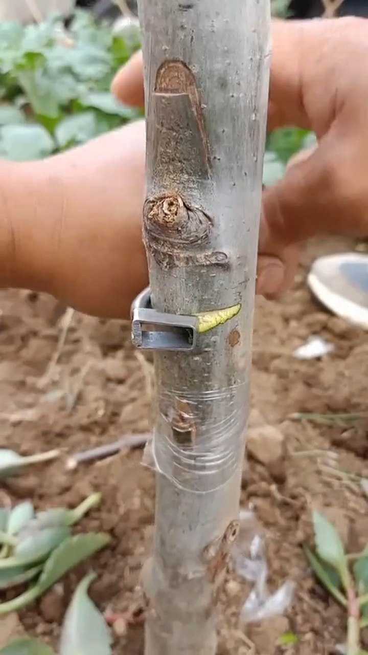 环割核桃树,促使花芽提前开花结果