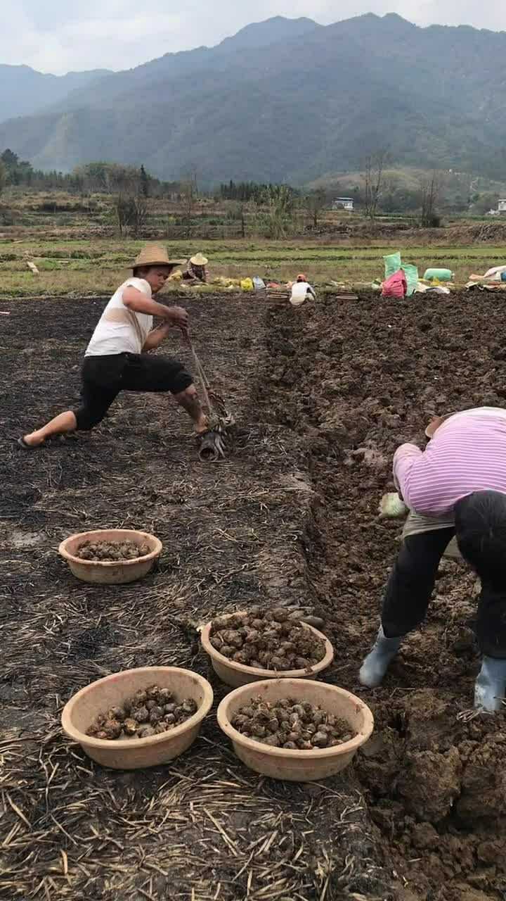 农田里挖马蹄就是这个样子的有的地方叫荸荠