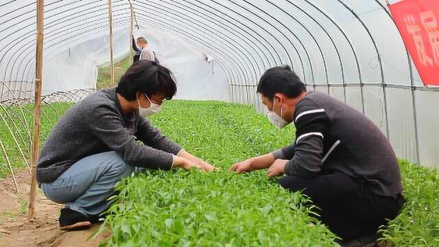 农业专业研究生滞留家乡,下地春耕为菜农“授业解惑”