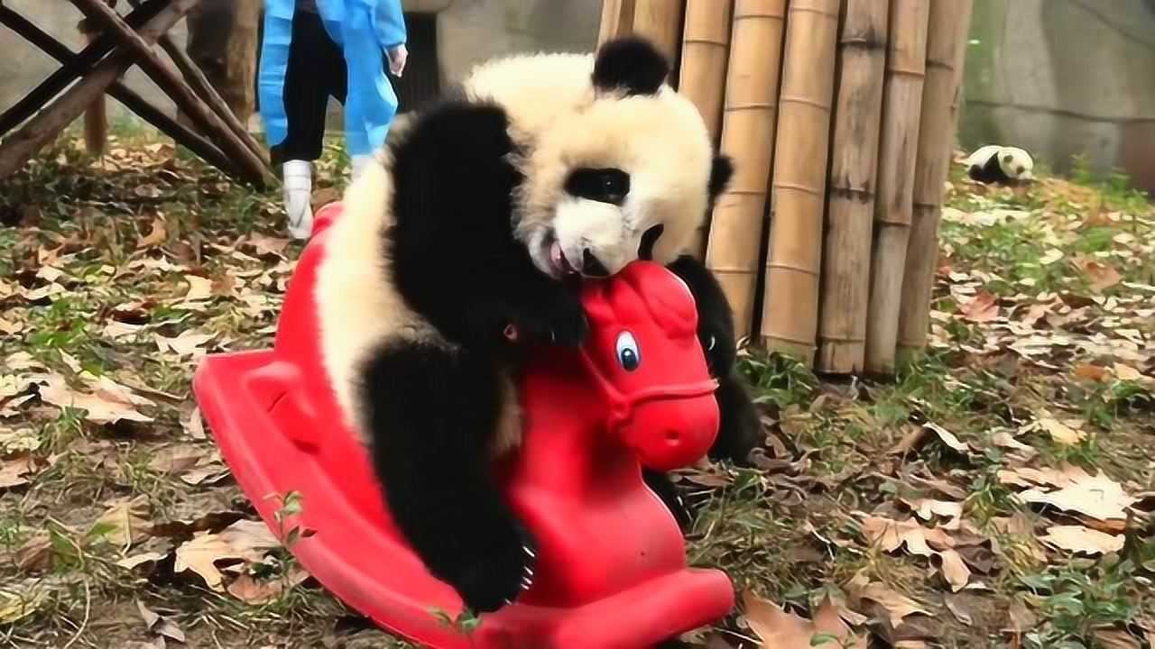 太可爱了,熊猫们争坐摇摇车,样子呆萌可爱