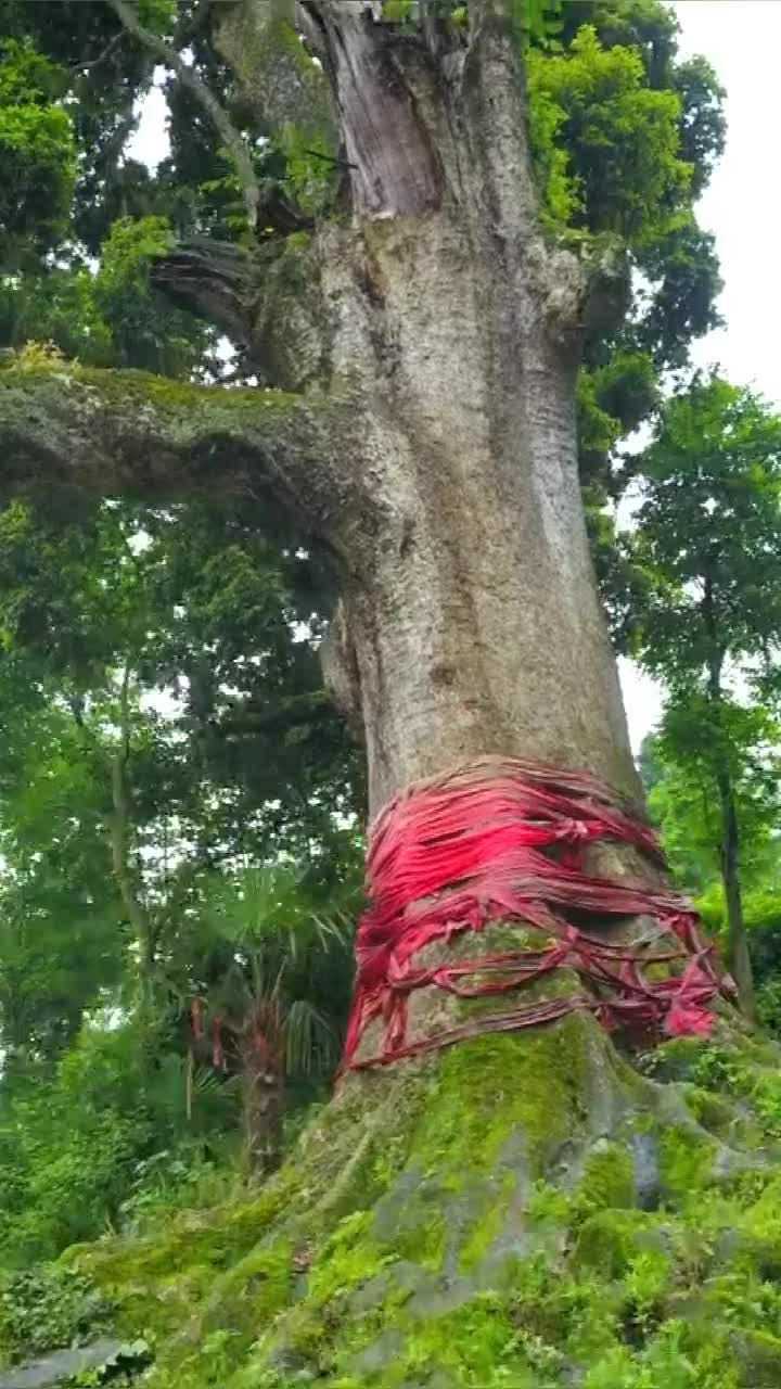 贵州大山里发现的千年金丝楠木据说这棵树价值不菲