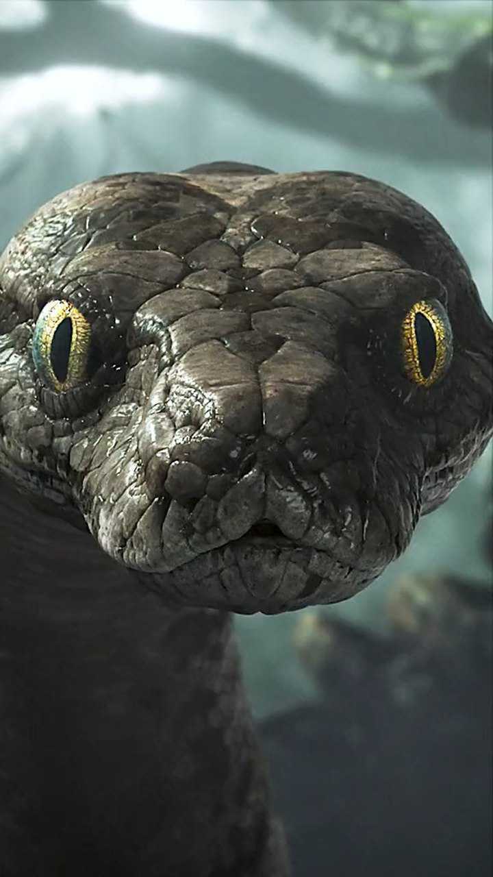 传说中的冷血动物.