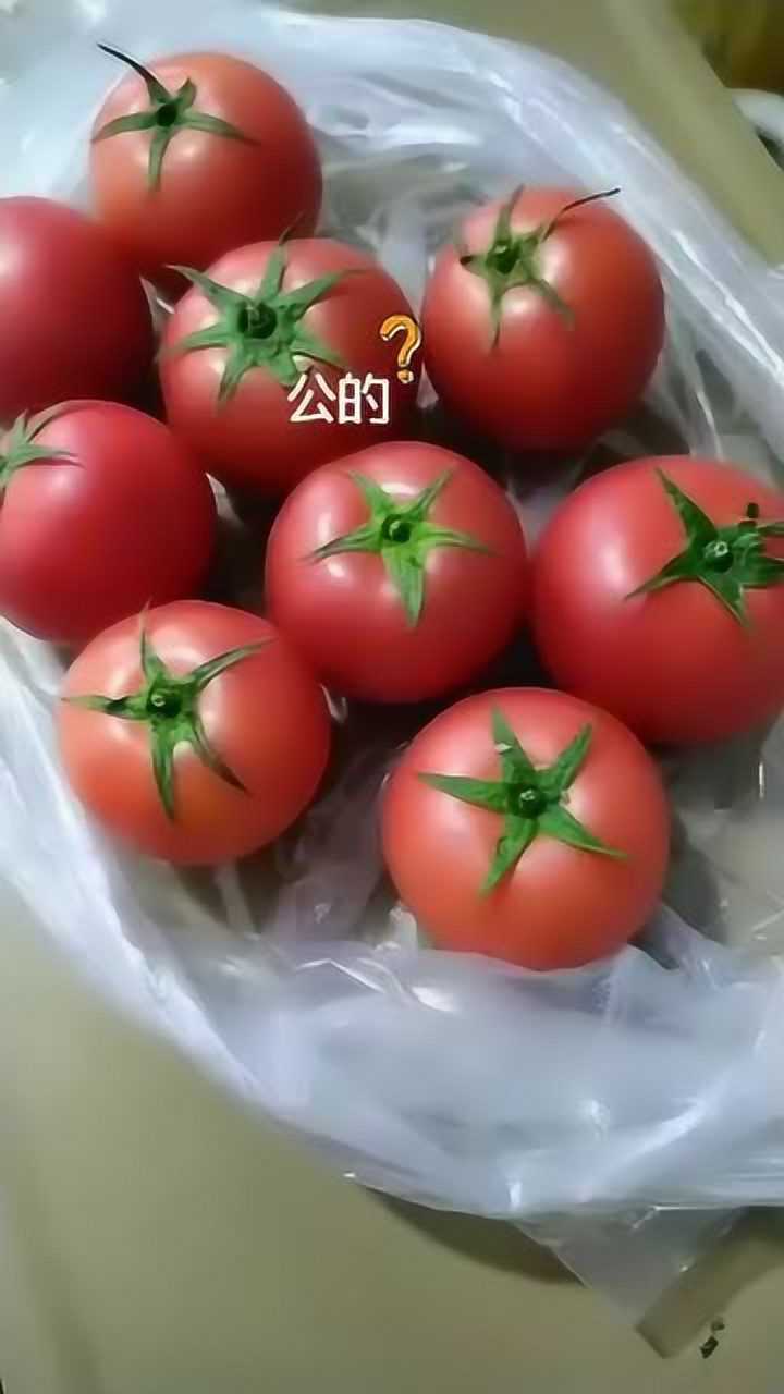 西红柿竟然有公母之分5个叶是母的7个叶是公的母的甜公的酸