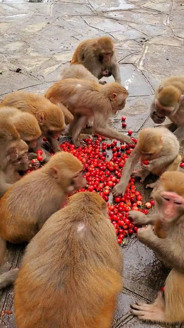在吃樱桃的猴子们这场面真是壮观