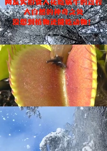 网友实拍食人花吃蜗牛的过程,大自然的神奇之处,没想到植物还能吃动物