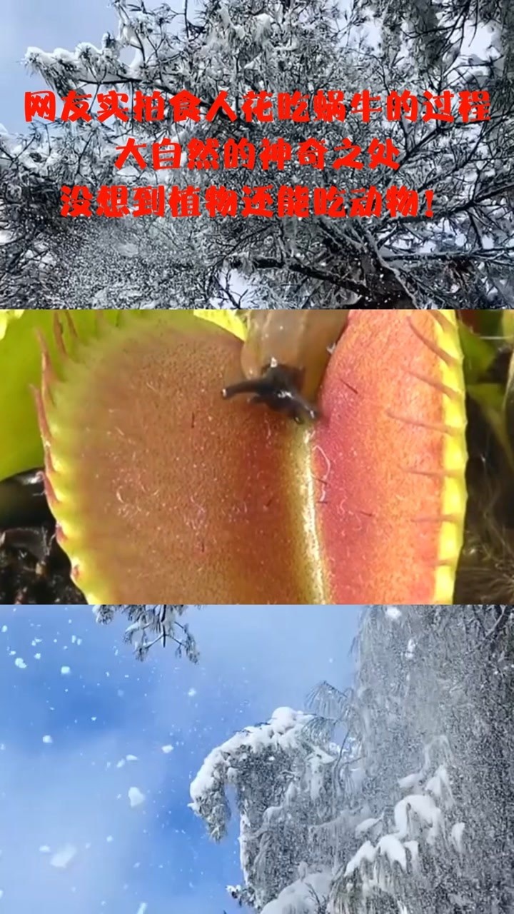 网友实拍食人花吃蜗牛的过程,大自然的神奇之处,没想到植物还能吃动物