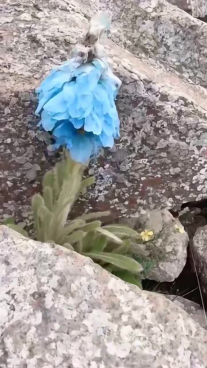 蓝莲花罕见的高原蓝精灵,绿绒蒿中的珍稀品种,看到这一幕真幸运