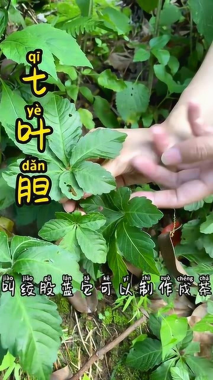 带你们认识七叶草,这些知识你知道吗_腾讯视频