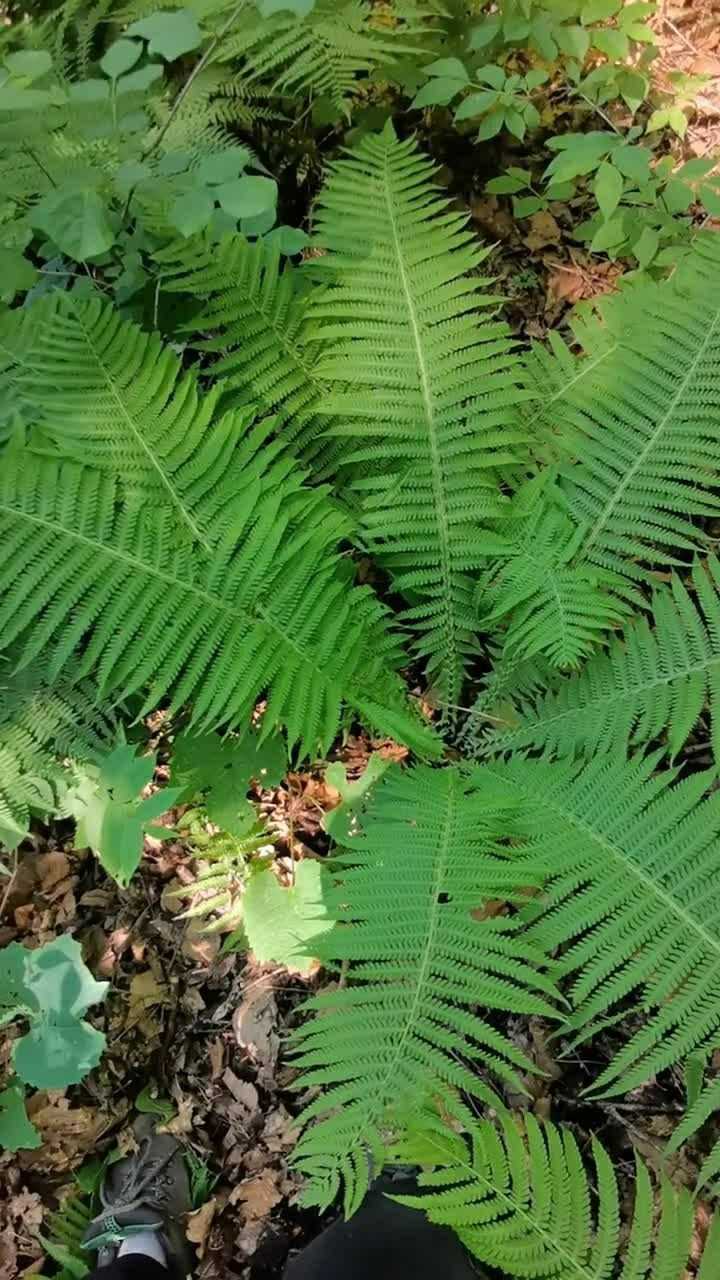 今天發現了許多的蕨菜葉子好像芭蕉葉一樣