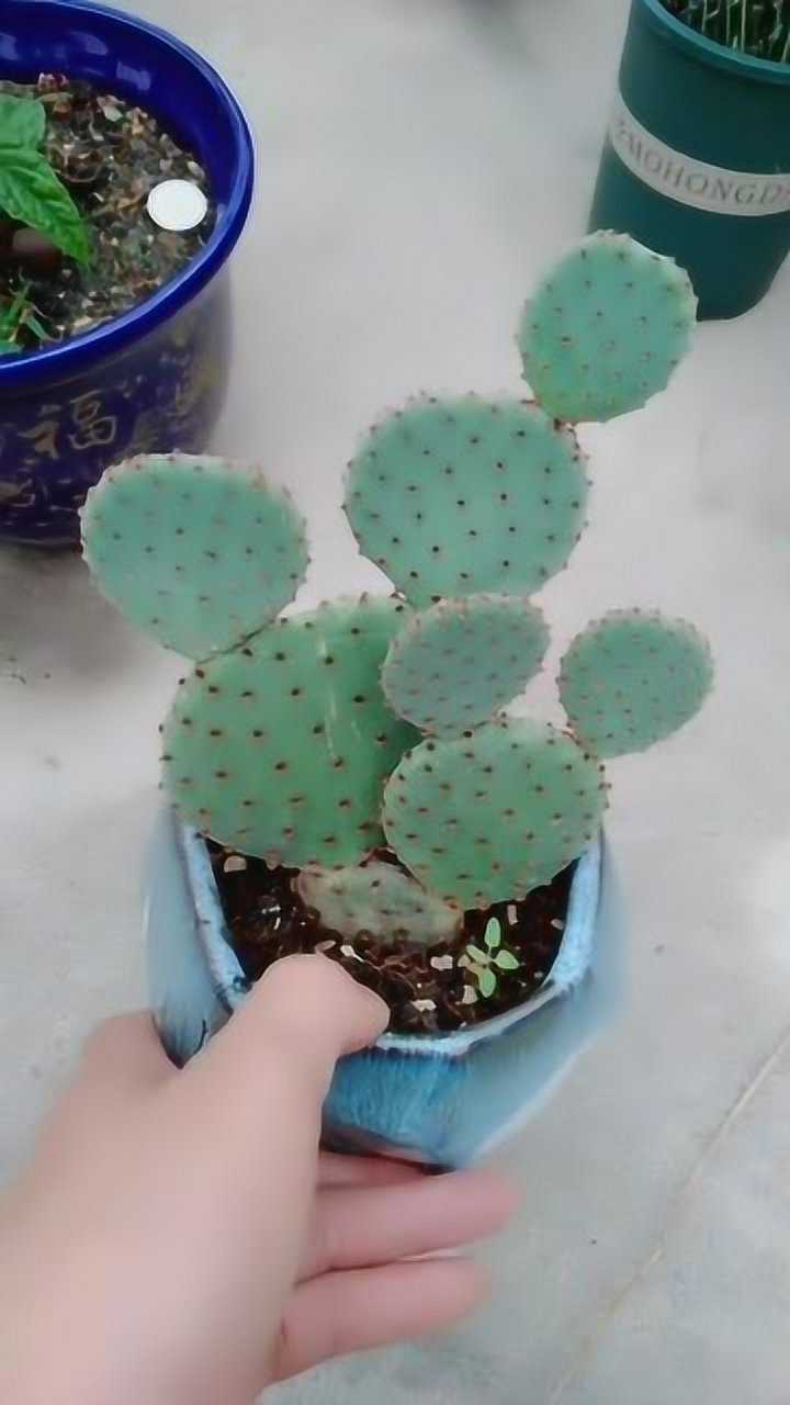 特别好养的红毛仙人掌,非常适合懒人养殖,我们家里就有