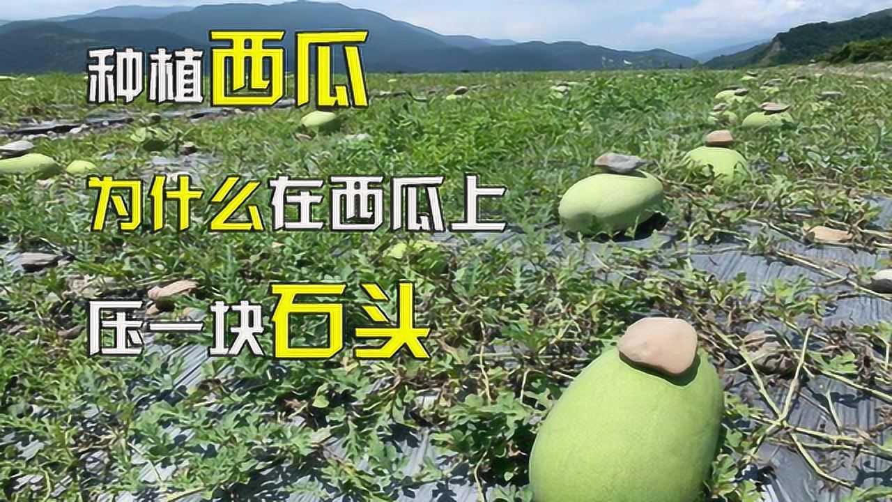 农民种植西瓜,为什么要在西瓜上压一块石头?