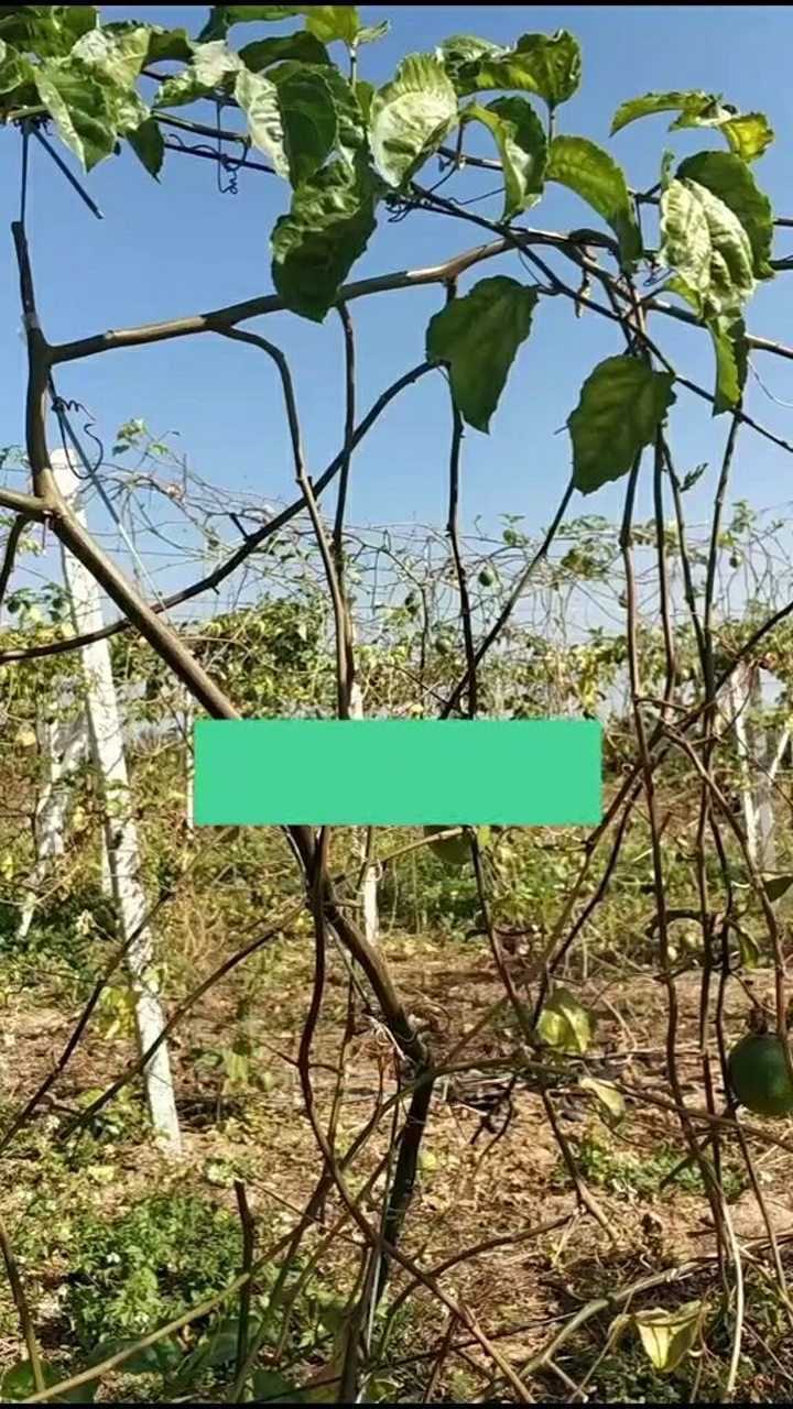 冬天应该这样修剪百香果