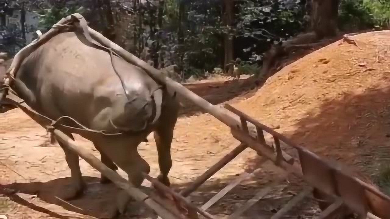 看见这头老牛拉车快翻的那一刻它的动作它是我的朋友我很心疼它这样