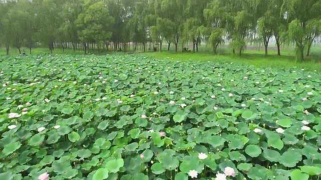 ︱门票免费!来醉美台儿庄涛沟河湿地亲水